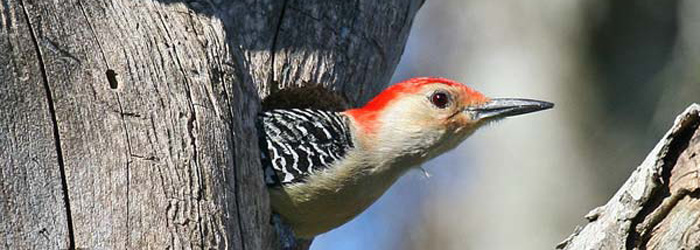 Woodpeckers