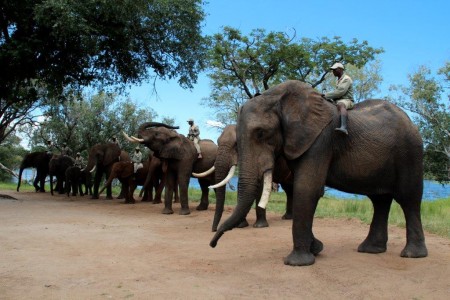 Elephant experience in Zambia