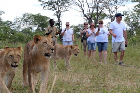 Lion encounter activity in Zambia