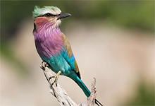 Birding at Plains Camp, Kruger National Park