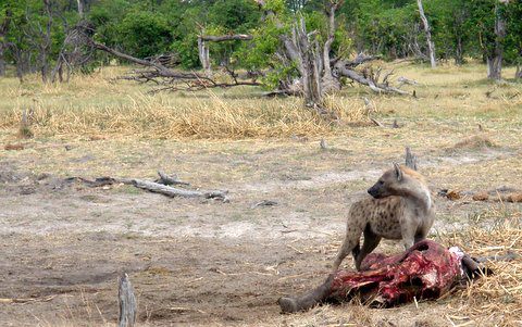 Hyenas on a kill, Okavango Delta