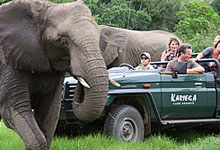 Game viewing safari, Kariega Game Reserve