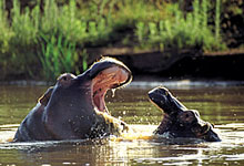 Hippo at Kariega Game Reserve