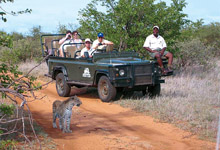 Game drive safari, Kings Camp