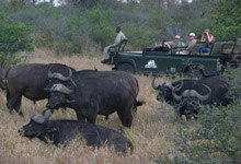 Game drive safari, Kings Camp