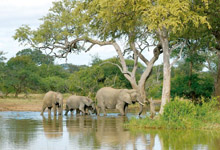 Elephants near Kings Camp Elephants near Kings Camp