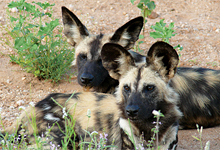 African wild dogs, Kings Camp adjacent to Kruger National Park African wild dogs, Kings Camp adjacent to Kruger National Park