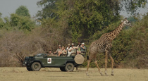 Game drive safari - Lion Camp, South Luangwa Game drive safari - Lion Camp, South Luangwa
