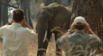 Walking safari - Lion Camp, South Luangwa Walking safari - Lion Camp, South Luangwa