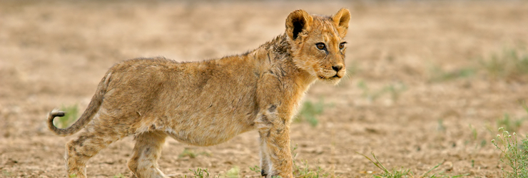 A lion cub, the central role of the Lion King Movie