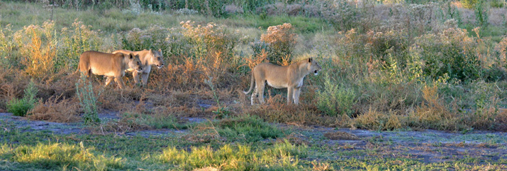 Lionesses Kruger National Park