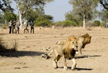 Walking Safari, Luangwa River Camp, Zambia Walking Safari, Luangwa River Camp, Zambia