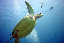 Marine life near Ras Nungwi Beach Hotel, Zanzibar