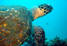 Turtle seen off Marlin Lodge Turtle seen off Marlin Lodge