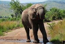 Morokolo Game Lodge