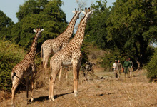 At Norman Carr Safaris in the Luangwa Vallley, Zambia guests walk from one permanent camp to another At Norman Carr Safaris in the Luangwa Vallley, Zambia guests walk from one permanent camp to another