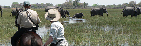 Horseback safaris in the Okavango Horseback safaris in the Okavango