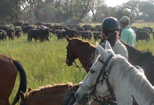 Horse safaris, Okavango Delta Horse safaris, Okavango Delta