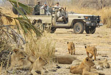 Lions on safari, Old Mondoro, Zambia