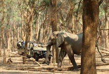 Game drive at Old Mondoro, Zambia