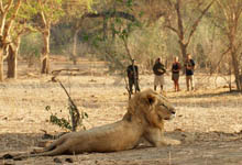 Lions on foot, Old Mondoro, Zambia