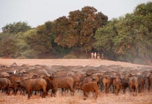 Walking safari, Old Mondoro, Zambia