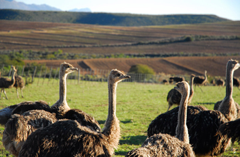 Ostrich farming in the Oudtshoorn area is very popular