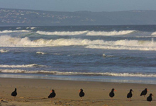 Oystercatcher Trail, South Africa Oystercatcher Trail, South Africa