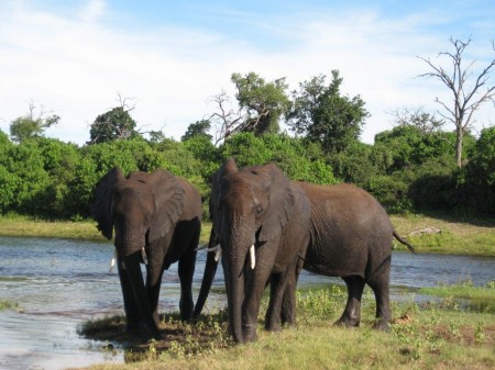 Chobe Game Lodge, Botswana