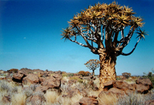 Namibia Tours Namibia Tours