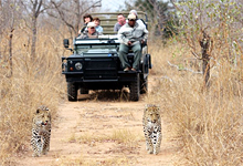 Leopards, Savanna Game Lodge next to Kruger National Park