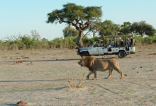 Game drive safari at Savute Safari Lodge