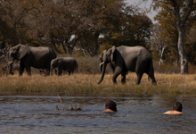 Selinda Explorers Camp - Northern Botswana