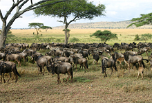 On safari at Serenegeti Serena