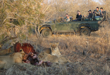 Shindzela Game Drive Shindzela Game Drive