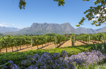 Cape Winelands, near Cape Town