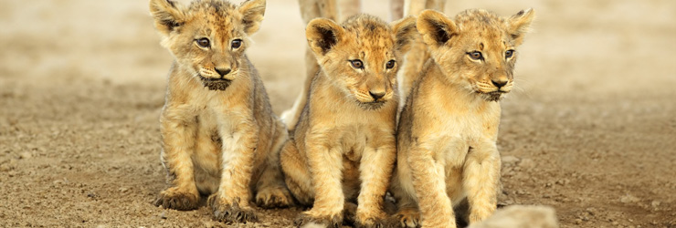 Lion cubs, Kruger Park