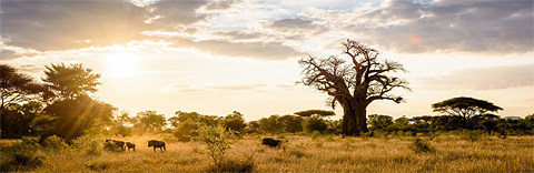 Magnificent baoba near Singita Pamushana Lodge