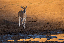 Tiny suni antelope near Singita Pamushana Lodge