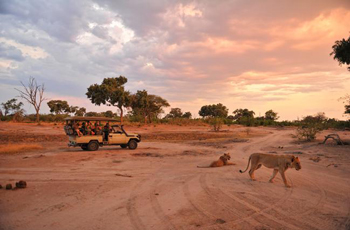On Game Drive, Somalisa Camp, Hwange, Zimbabwe