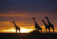 Botswana dry season sunset Botswana dry season sunset