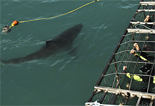 Shark Cage Diving near Victoria & Alfred Hotel