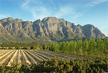 Vineyard near Franschhoek Country House Vineyard near Franschhoek Country House