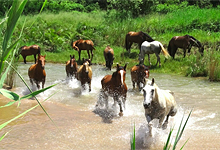 Horseback Safaris, near Kruger Park, Wait a Little Safaris Horseback Safaris, near Kruger Park, Wait a Little Safaris