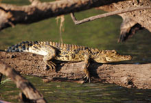 Waterberry Zambezi Lodge, boating trips