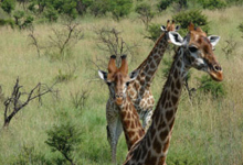Giraffes on safari Giraffes on safari