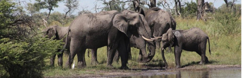 Xaxanaka Camp, Moremi Game Reserve, Okavango Delta