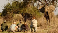 7 Night Zambia in a Week Fly In Safari