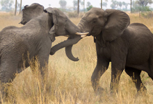 Game viewing at Zarafa Camp